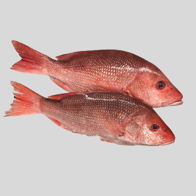 লাল কোরাল
