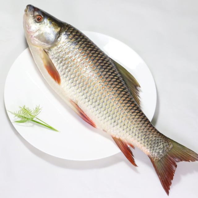 নদীর রুই মাছ