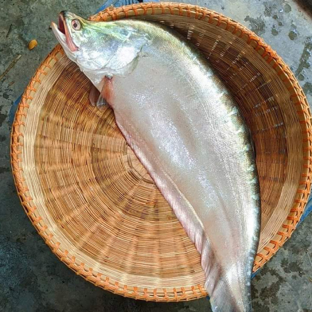 নদীর চিতল মাছ