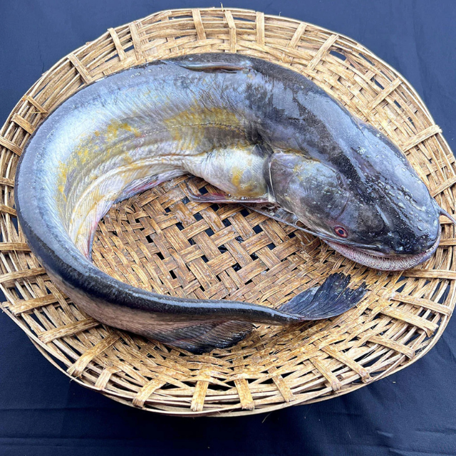 নদীর বোয়াল