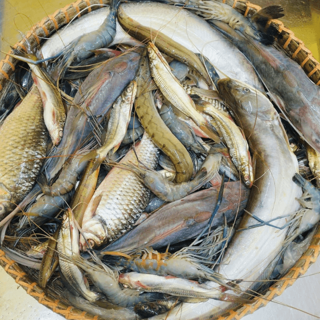 নদীর পাচ মিশালি মাছ
