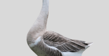 দেশী রাজ হাঁস